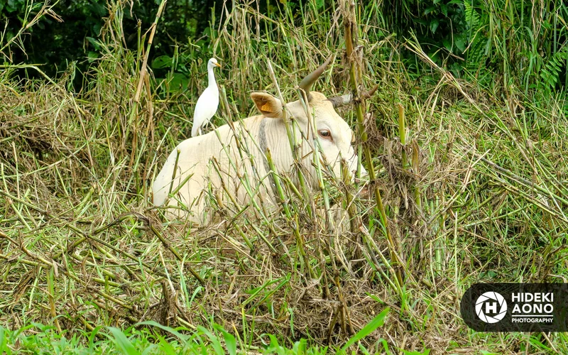 Hideki Aono SS cow 30 — Animals