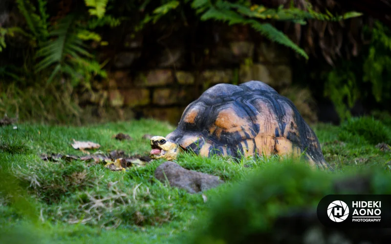 Hideki Aono SS turtle 19 — Animals