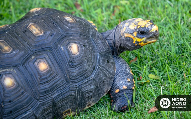 Hideki Aono SS turtle 20 — Animals