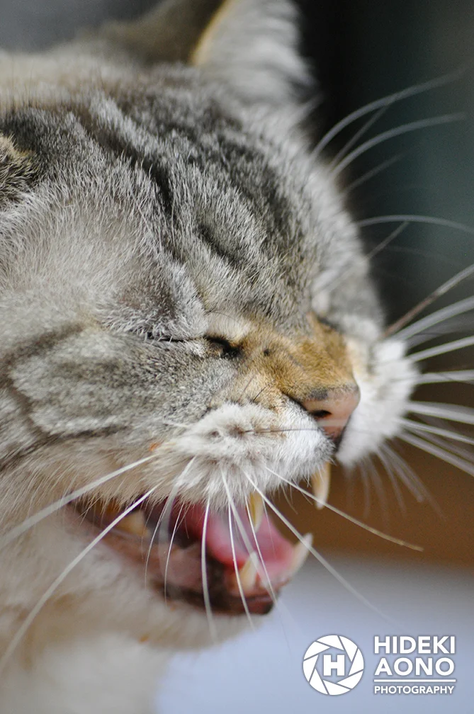Hideki Aono Animals4 — Animals