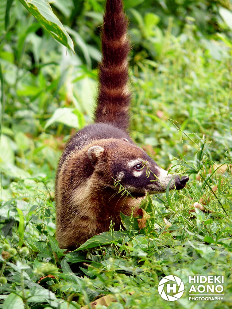 Hideki Aono Animals8 — Animals