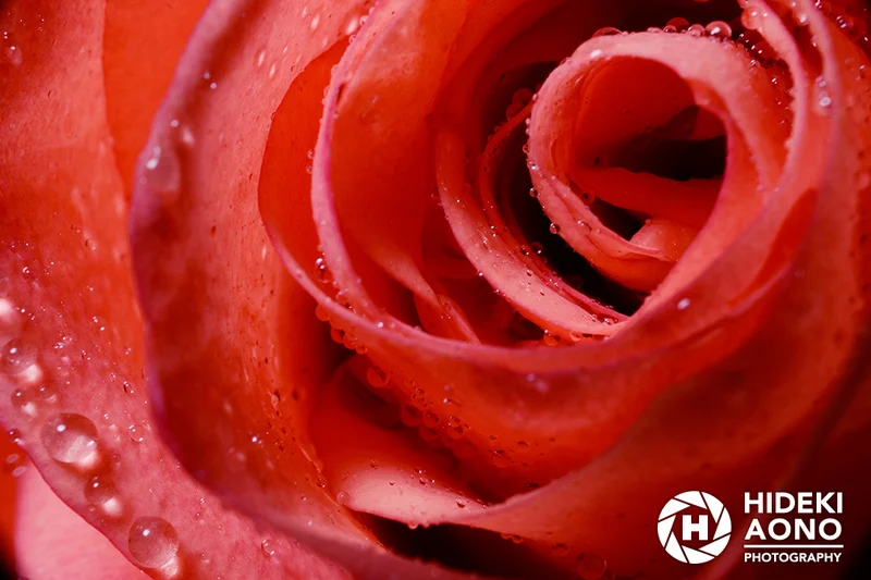 Hideki Rose Floral 04 — Floral