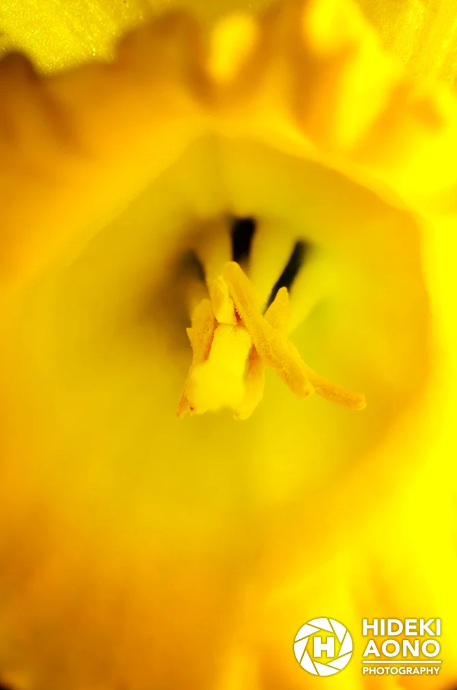 Hideki Aono Floral 2 — Floral