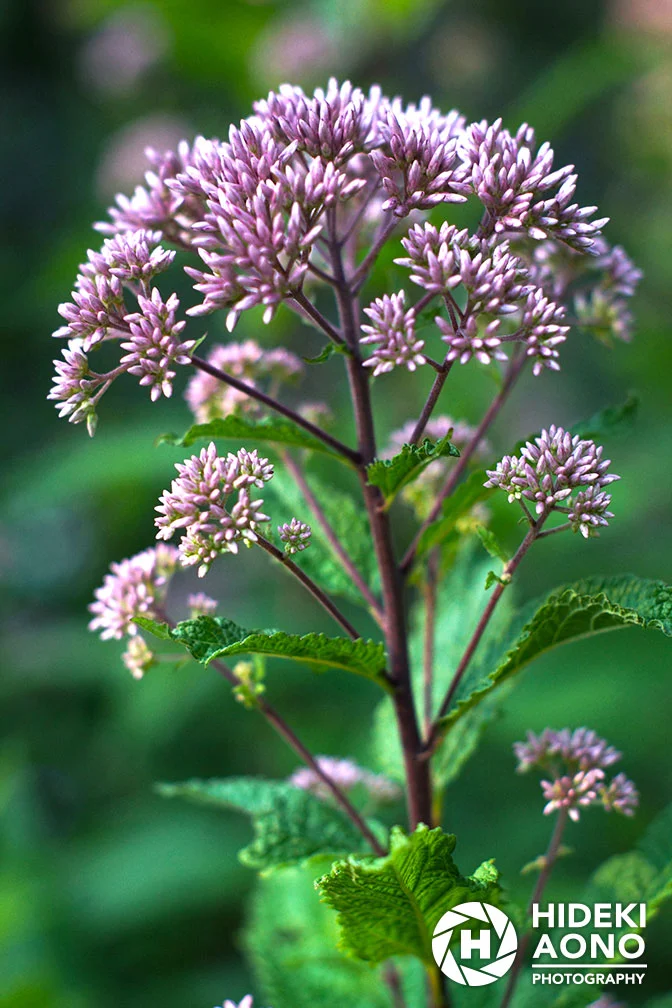 Garden 11 — Floral