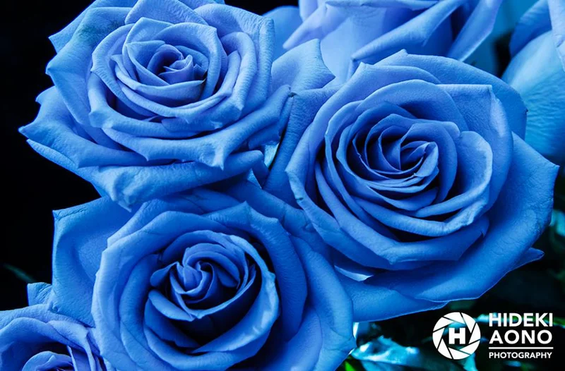 10959369 10152975956061211 3314673465692413408 n — Floral
