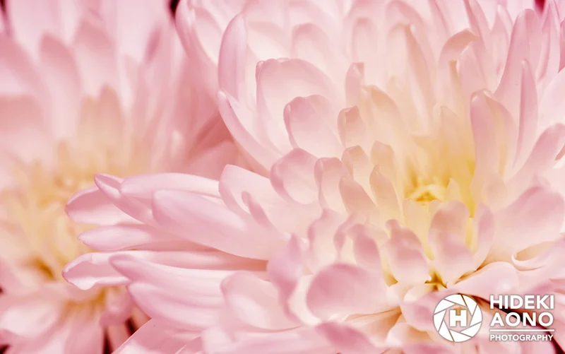 Hideki Rose Floral 05 — Floral