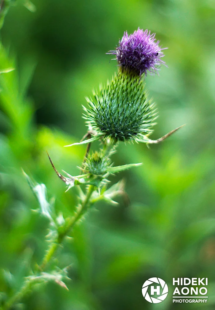Garden 06 — Floral