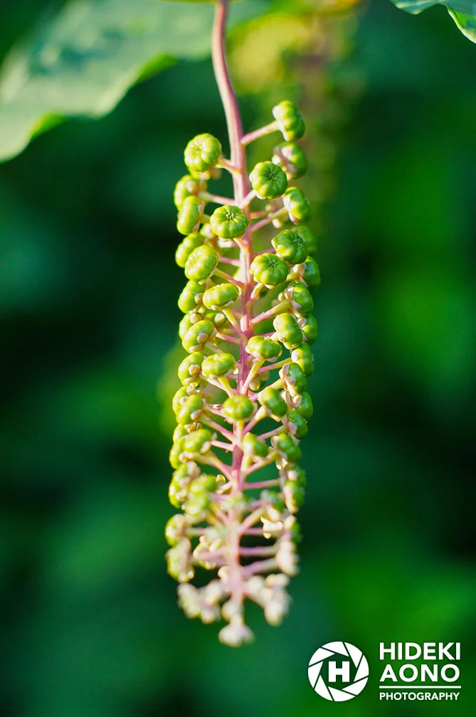 Garden 16 — Floral
