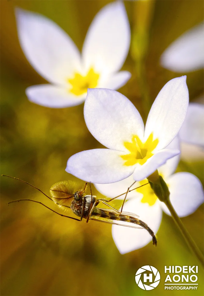 Hideki Aono Insects 5 — Insects