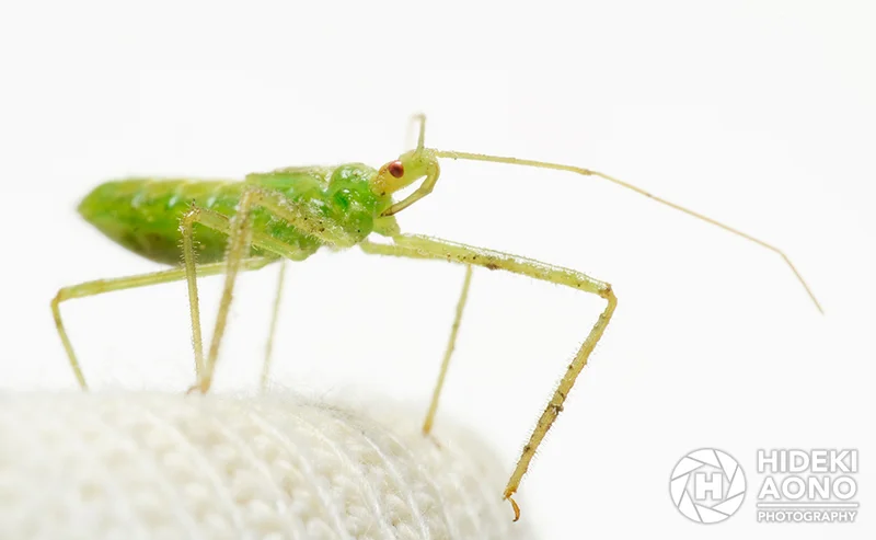 Hideki Aono Insects 9 — Insects