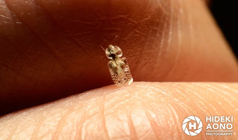 Hideki Aono Insects 10 — Insects