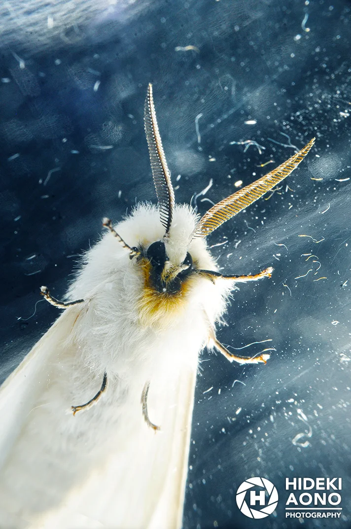 Hideki Aono Insects 12 — Insects