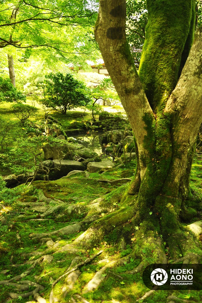 Hideki Aono Japan Forest — Japan