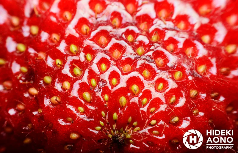 Hideki Aono Macro 20 — Macro