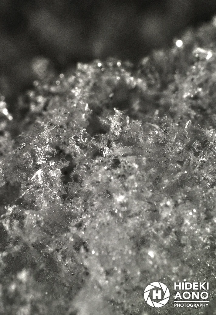 Hideki Aono Macro 1 — Macro