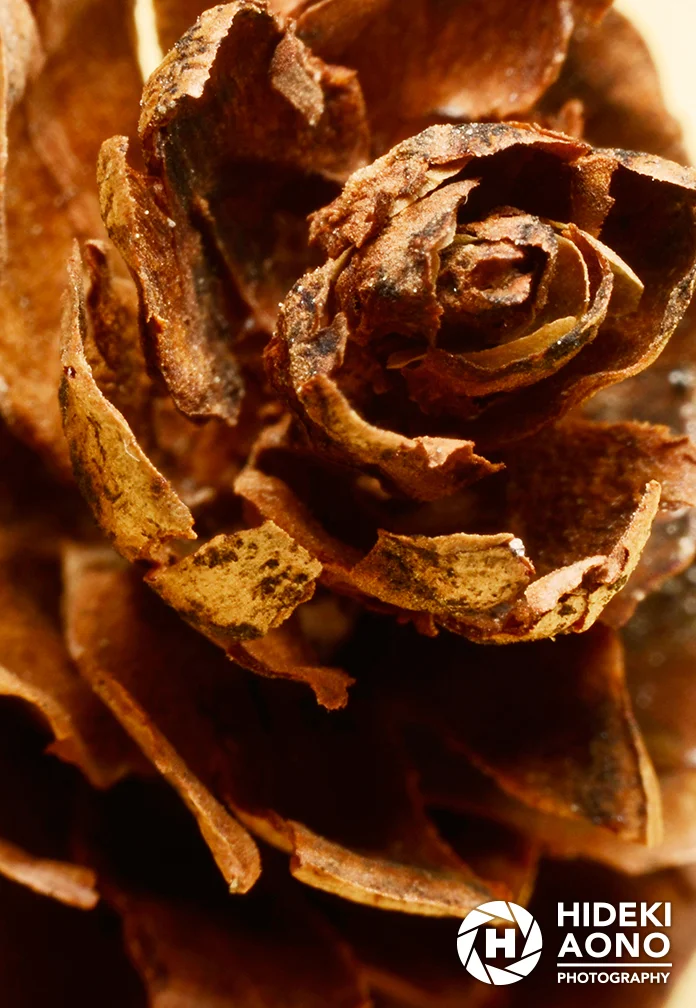 Hideki Aono Macro 18 — Macro